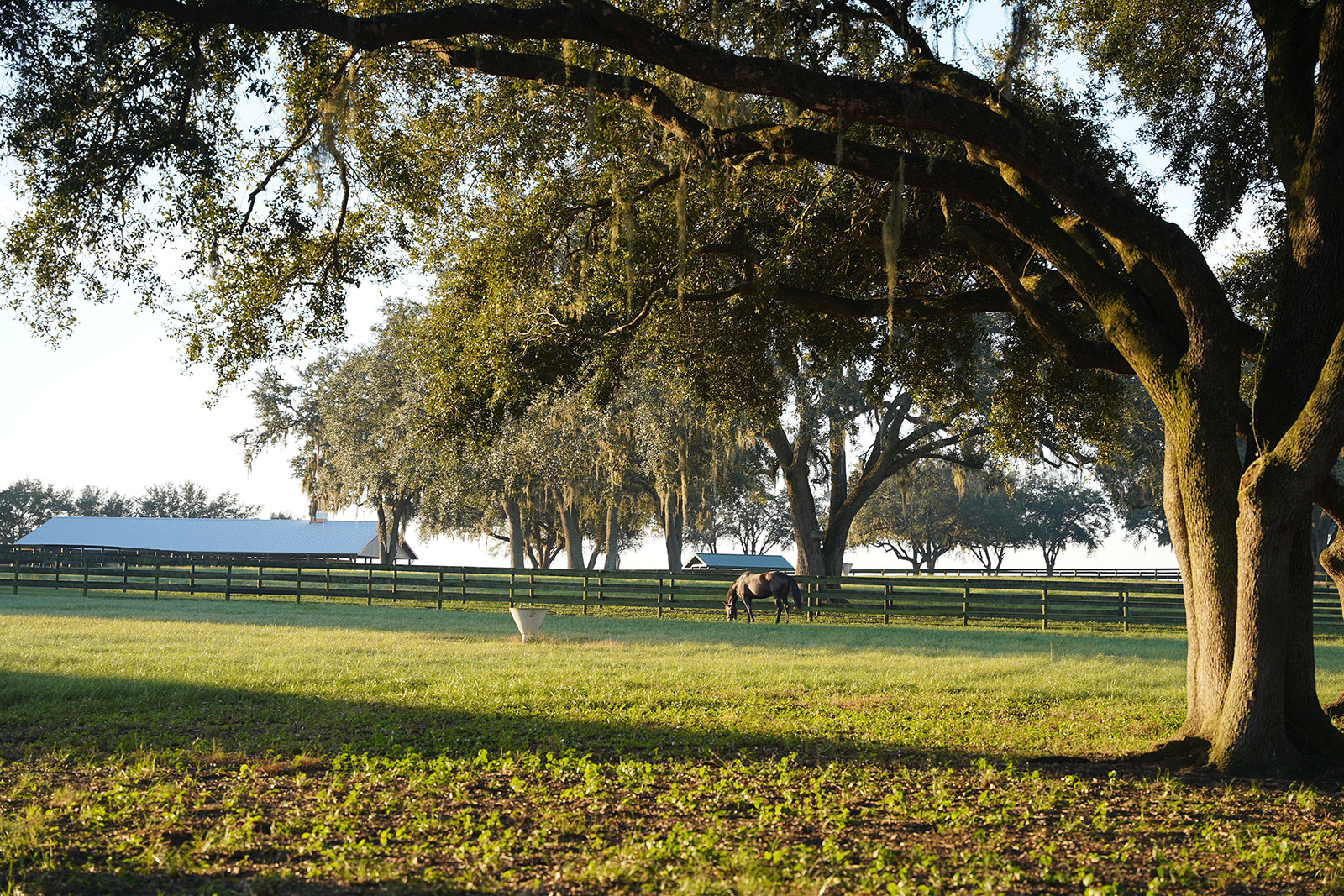 A horse grazes in a pasture at Oak Ridge Training Center