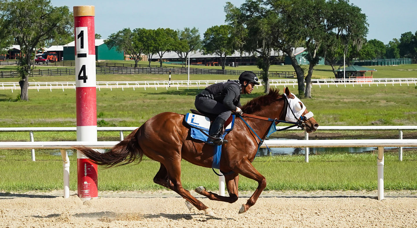 Jockey riding a racehorse at a gallop at Oak Ridge Training Center